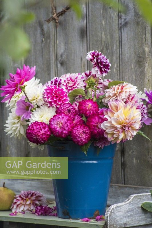 Pink and white dahlias in blue enamel bucket against rustic wooden background