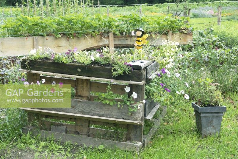 Flowers in display of wooden recycled pallets.