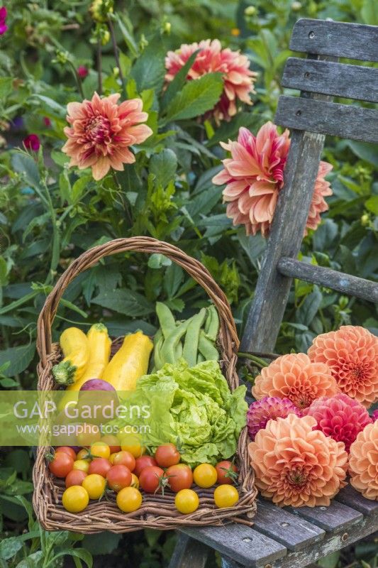 Freshly harvested produce - lettuce, courgettes, runner beans, tomatoes and plums - in wicker trug on wooden chair with bunch of orange Dahlias