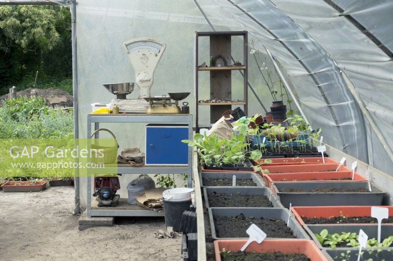 Table with several trays with seedlings and weighing scale in greenhouse.