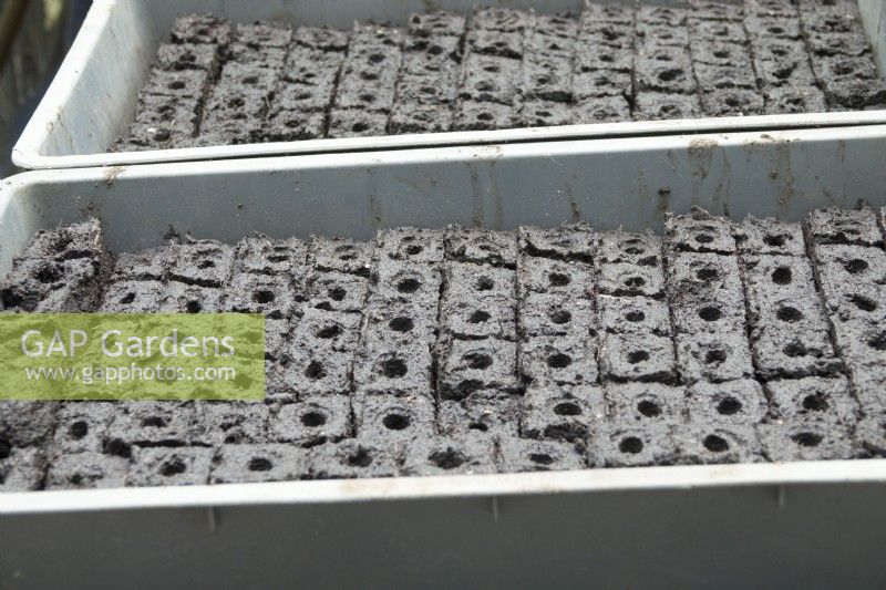 Blocks of growing media in trays, ready for seed sowing or cuttings.