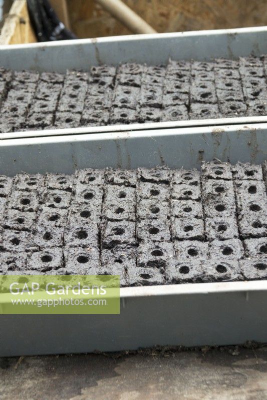 Blocks of growing media in trays, ready for seed sowing or cuttings.