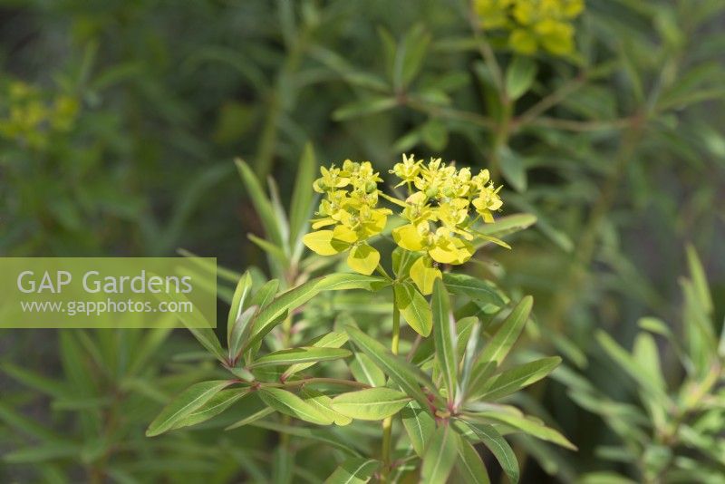 Euphorbia sikkimensis - Sikkim spurge - July