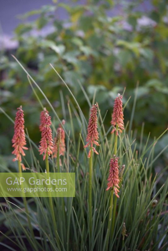 Kniphofia 'Redhot popsicle' - August
