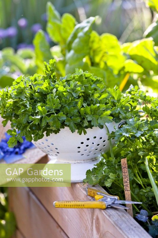 Colander with harvested parsley.