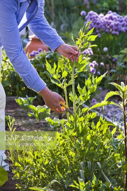 Woman cutting out flower stalk of Levisticum officinale - Lovage for better leaves.