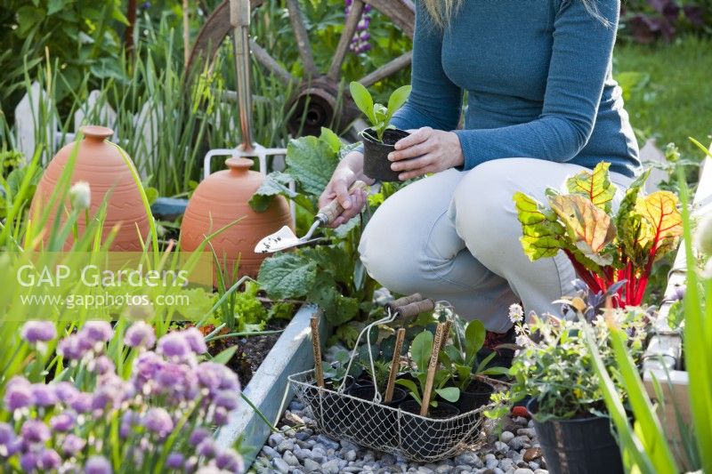 Woman planting annual seedlings in vegetable bed - Calendula officinalis - marigolds.