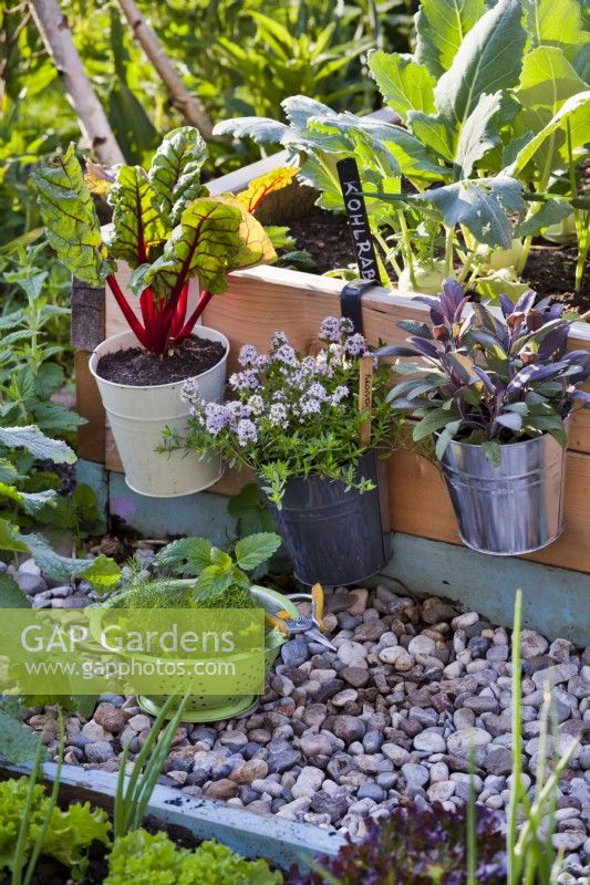 Herbs and vegetables grown in pots hanging from the edge of the raised bed - swiss chard, savory and purple sage.