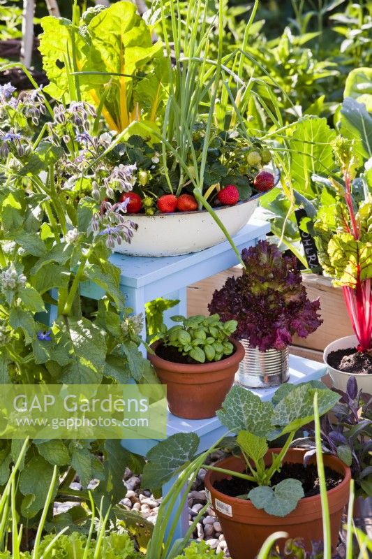 Display of different types of containers with herbs and vegetables on ladder. Plants are courgette, purple sage, swiss chard, lettuce, basil, strawberries and onion.