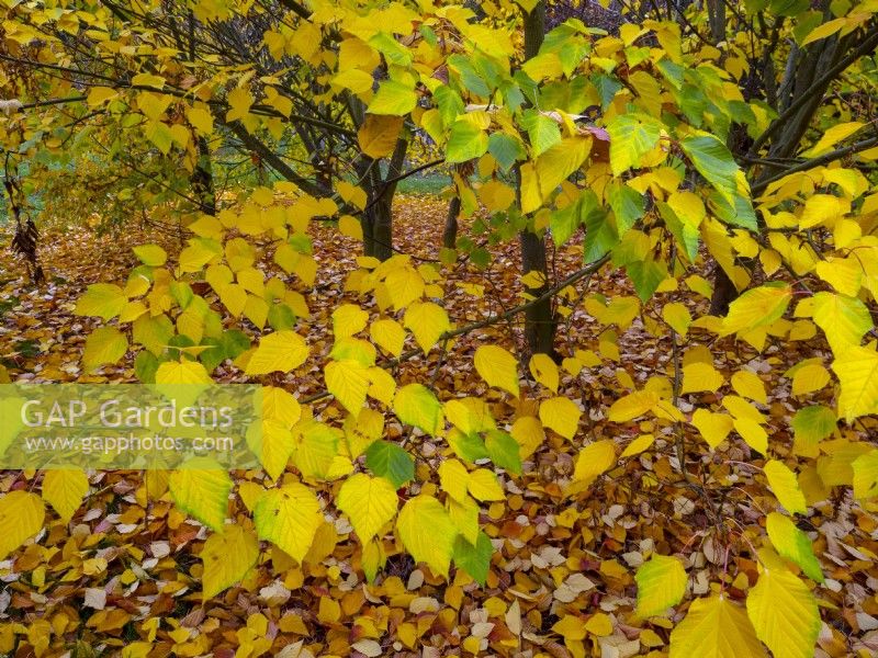 Acer davidii grosseri  trees and fallen leaves in November