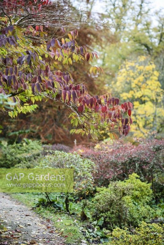 Viburnum plicatum at Minterne Gardens in Dorset in November