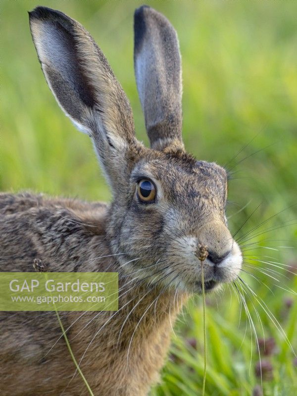 Brown Hare Lepus europaeus eating grass in grazing meadow