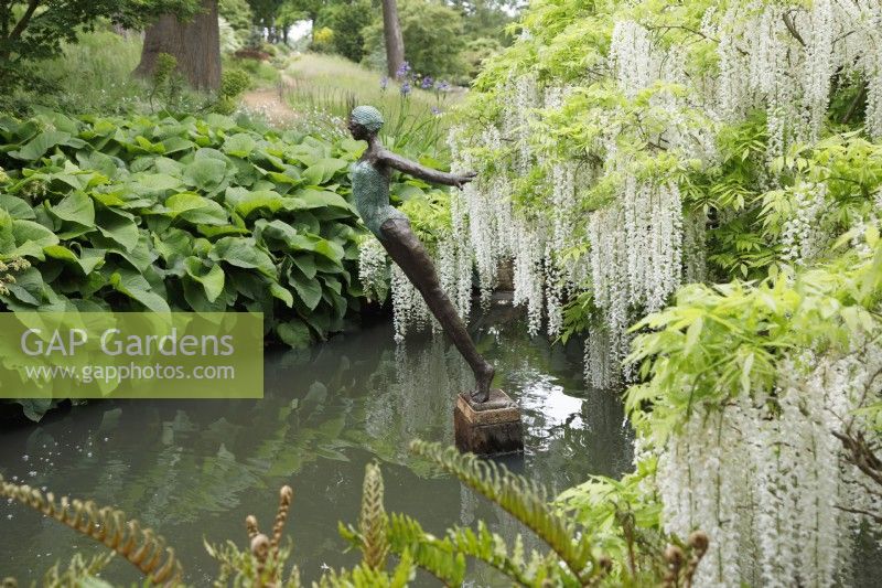 View of the sculpture 'Diving into the ocean of life' by Dawn Conn installed in a pond by Wisteria floribunda 'Alba' at RHS Wisley.