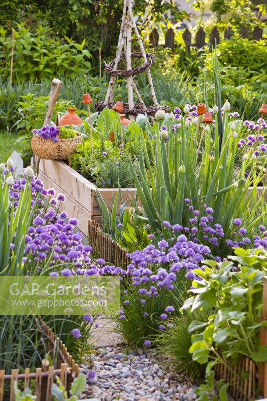 Allium in flower in herb bed, beyond a raised bed with vegetables.