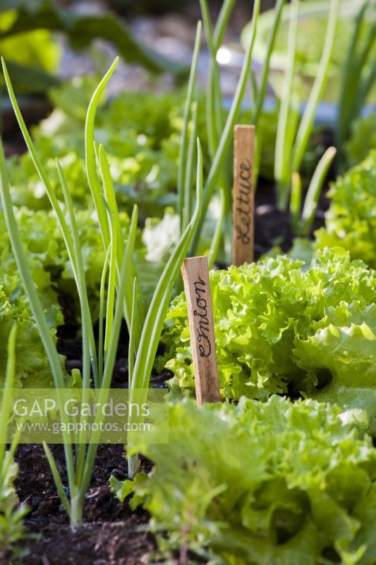 Hand-written plant labels for onion and lettuce next to growing plants.