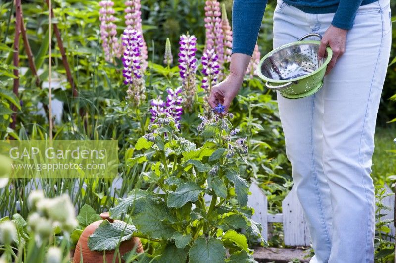 Woman picking Borage edible flowers