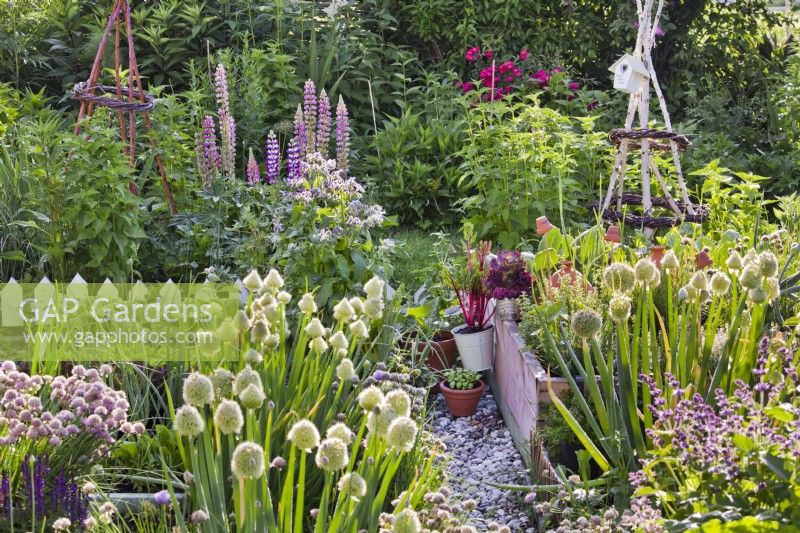 Kitchen garden with raised beds of vegetables and herbs. Welsh onion in flower, salvia, chives and lupins attracting wildlife in the garden.