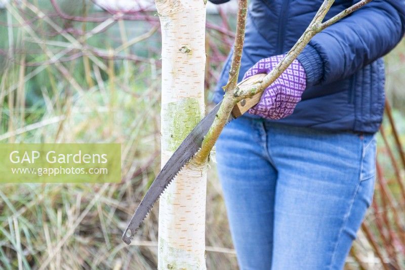 Woman cutting back branches on a Birch tree