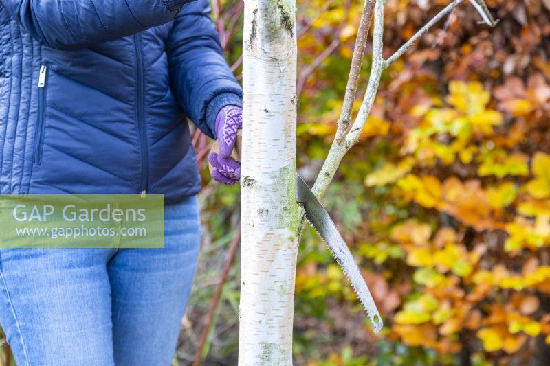 Woman cutting back branches on a Birch tree
