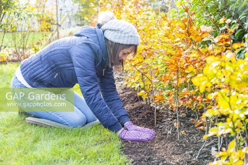 Woman spreading mulch along hedge