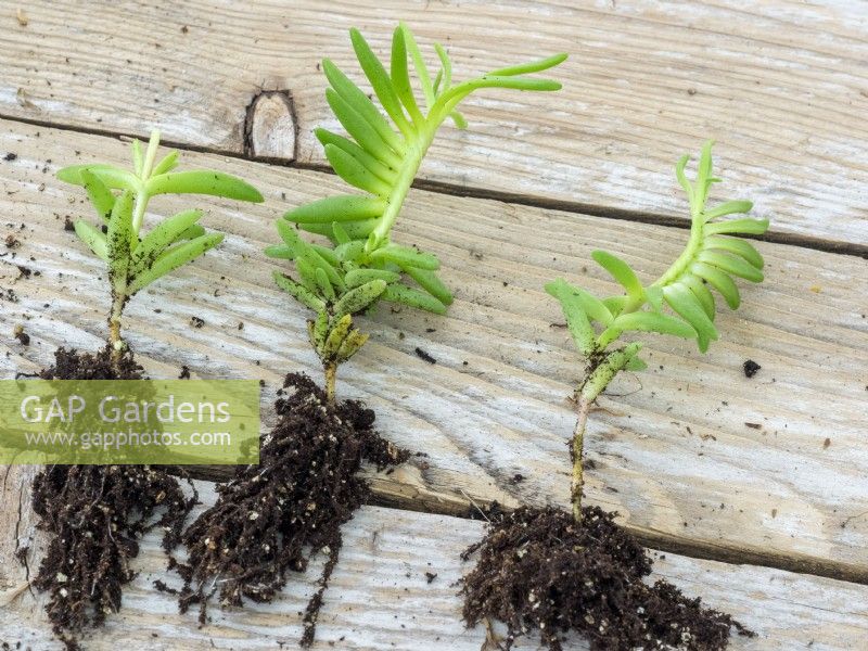 Rooted softwood cuttings Dilosperma
