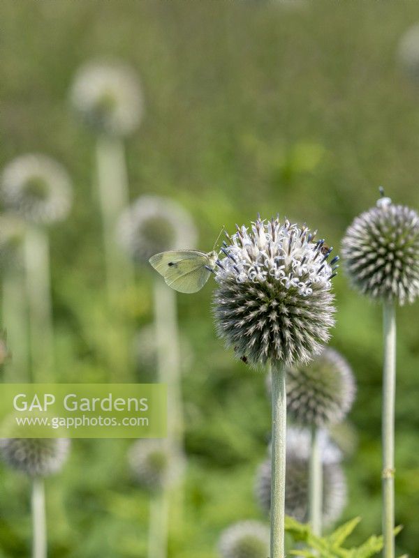Echinops bannaticus 'Albus' with Cabbage White butterfly on flower
