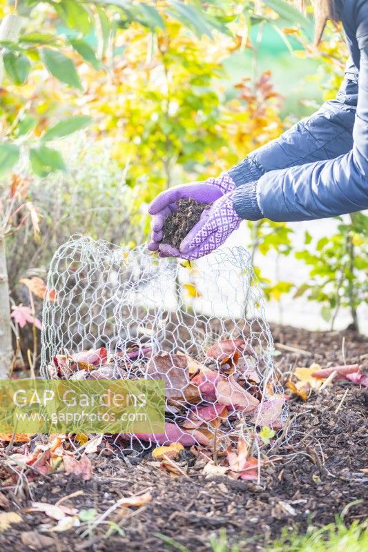 Woman placing mulch over the leaves on the Dahlia