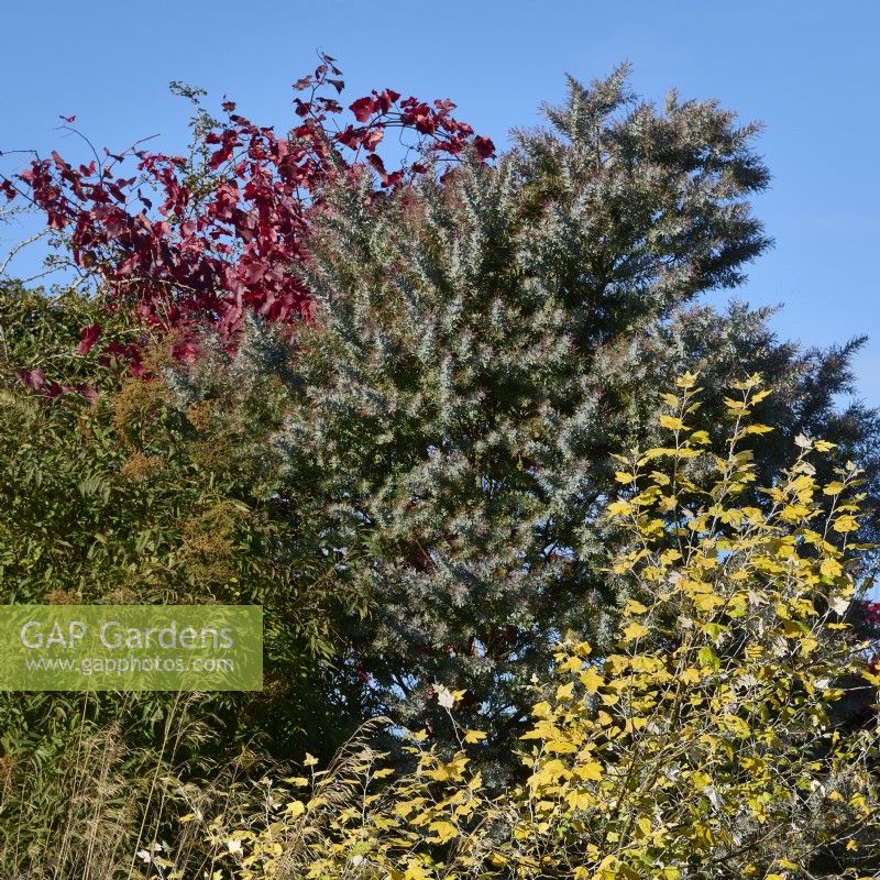 Populus alba 'Richardii', Acacia baileyana 'Purpurea' and Vitis vinifera 'Spetchley Red'