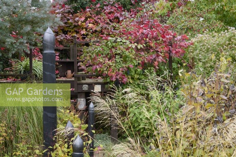 Vitis vinifera 'Spetchley Red' scrambling over a wooden raised platform in autumn