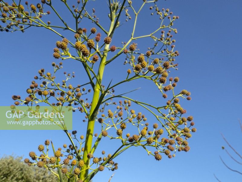 Eryngium pandanifolium  flower heads in autumn