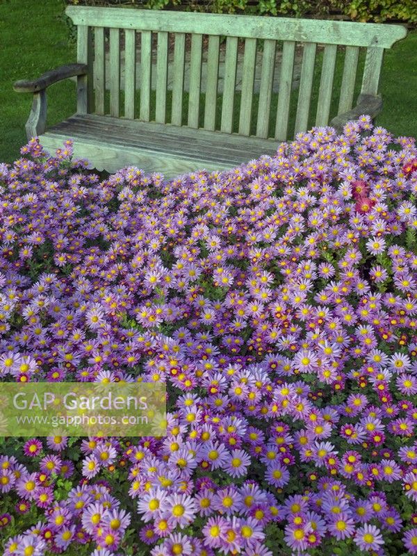 Chrysanthemum 'Gladys' flowering in November and wooden bench seat