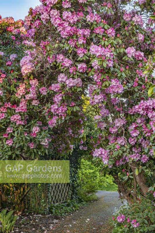 Mature Rhododendrons forming an arch over a sinuous path in an informal woodland garden in Spring - May