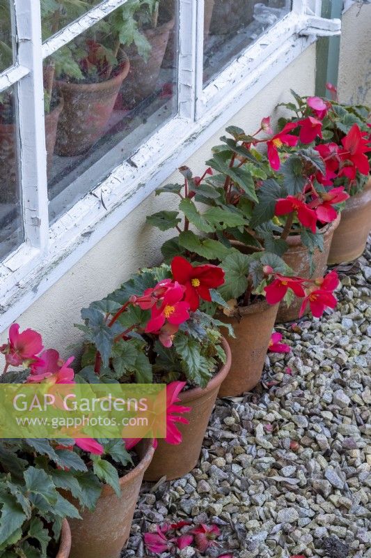 Finish shot of terracotta pots with mature begonia plants.