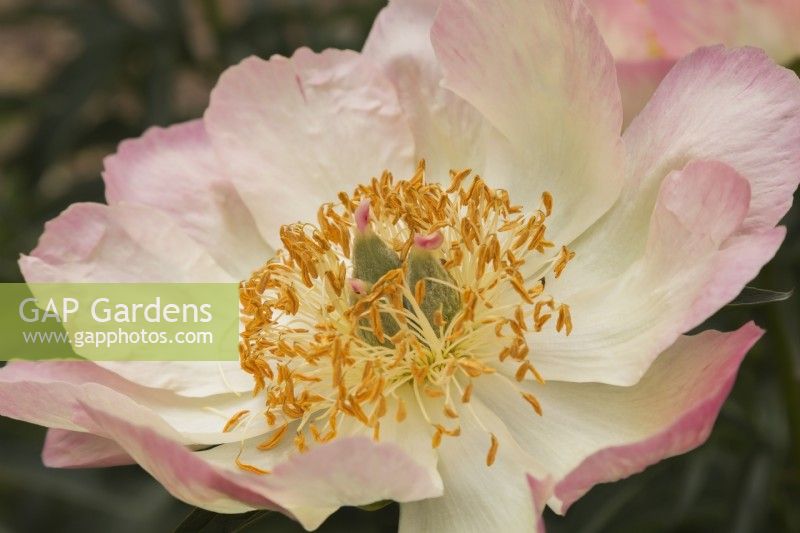 Paeonia 'Le Cratere' - Hybrid Herbaceous Peony created by hybridizers Tremblay and G. and  D. Maltais in Quebec -May