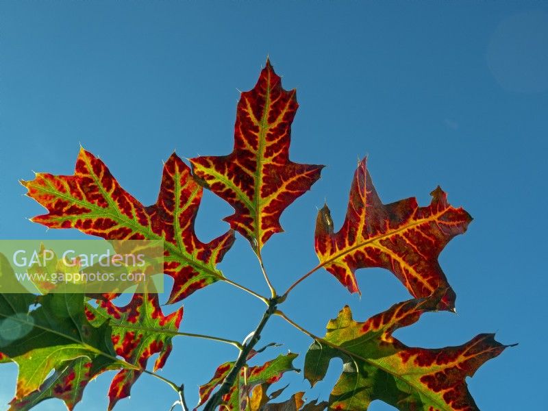 Quercus borealis - Red Oak  leaves against a blue sky November