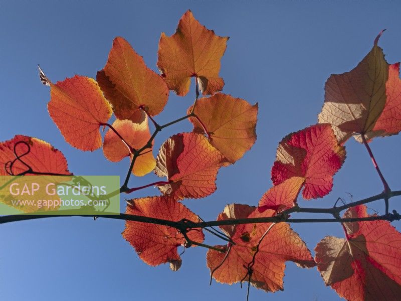 leaves of Vitis coignetiae - Crimson Glory Vine - against blue sky early November