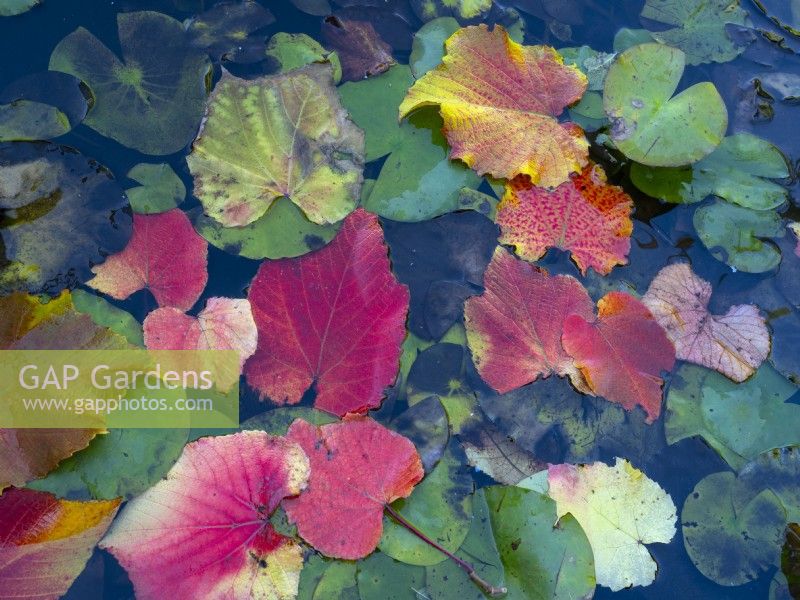 fallen leaves of Vitis coignetiae - Crimson Glory Vine in garden pond