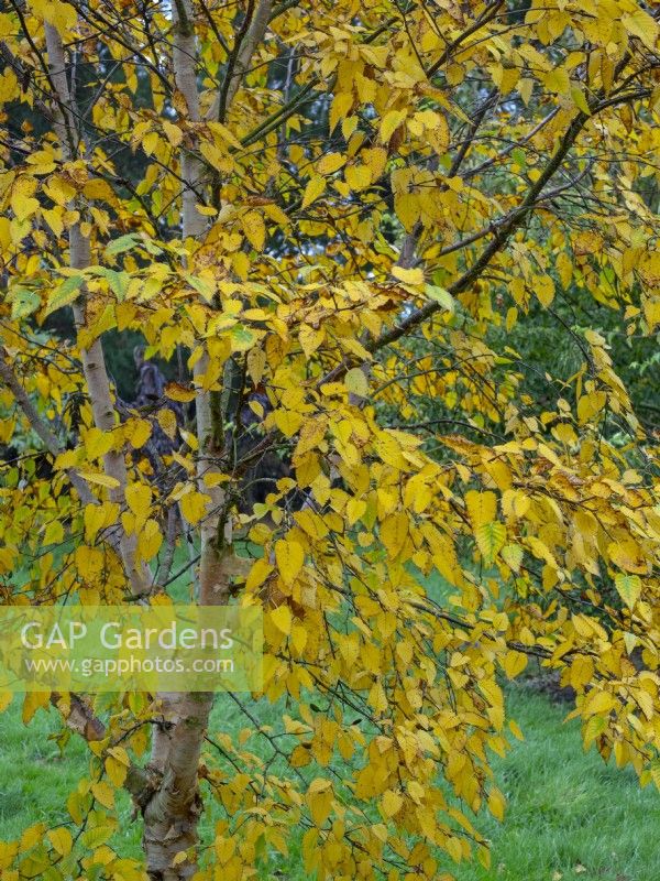 Betula ermanii - Gold birch foliage early November