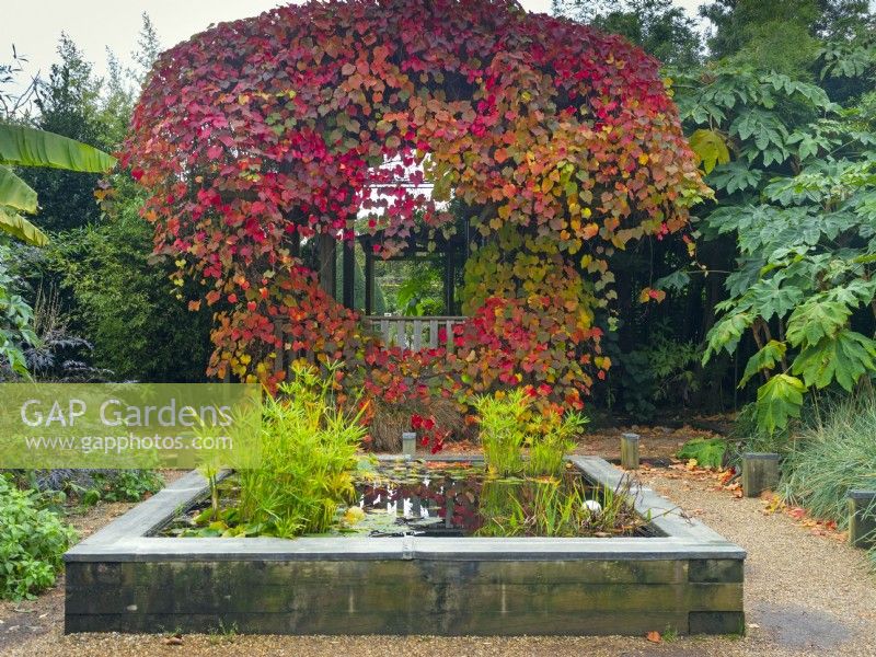 Vitis coignetiae Crimson glory vine Exotic Garden pergola at East Ruston Old Vicarage gardens Norfolk