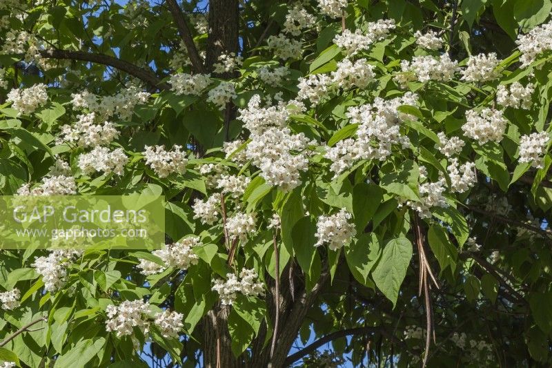 Catalpa speciosa - Northern Catalpa tree with white blossoms and seed pods in spring - June