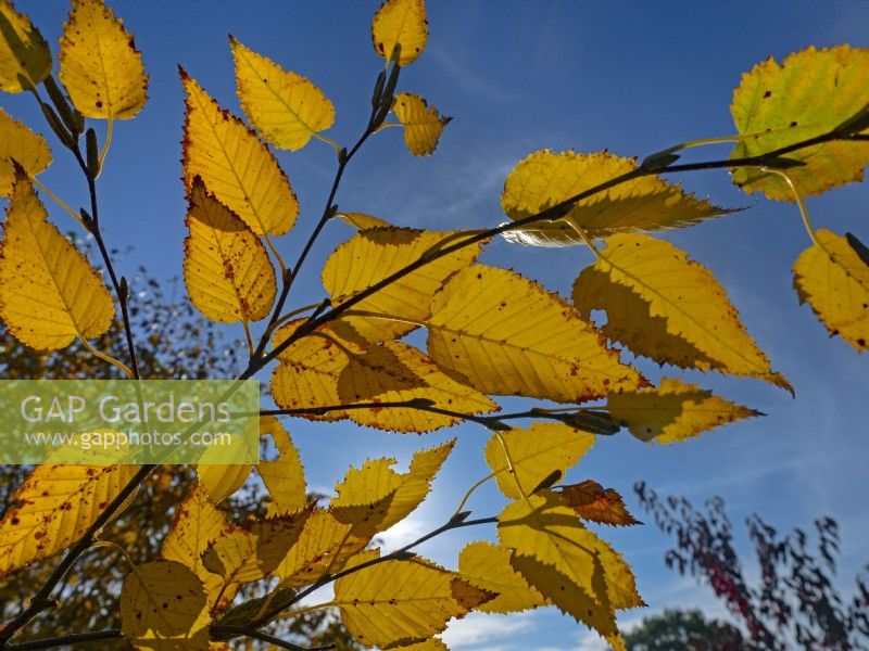 Betula ermanii - Gold birch foliage early November