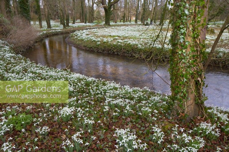 Galanthus - Snowdrops naturalised in woodland at Walsingham Abbey Norfolk Mid March