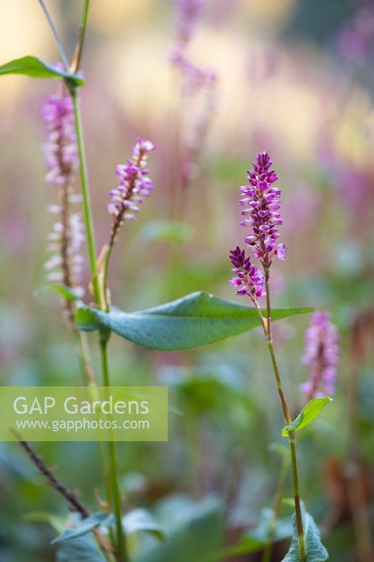 Persicaria amplexicaulis 'Early Pink Lady'