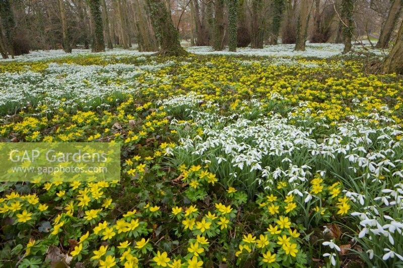Galanthus - Snowdrops and Eranthis - Winter Aconites naturalised in woodland at Walsingham Abbey Norfolk Mid March