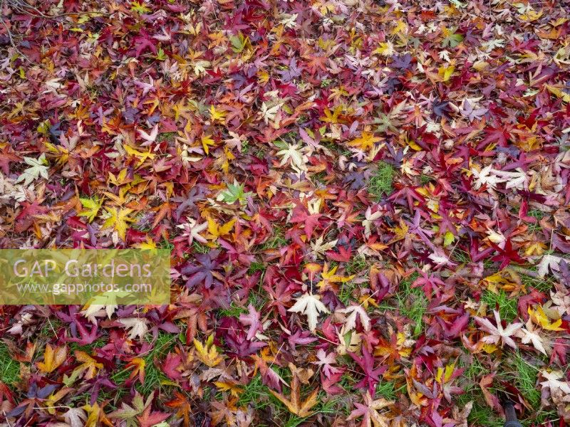 Liquidambar styraciflua - Sweet gum fallen leaves  in autumn