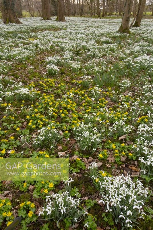 Galanthus - Snowdrops and Eranthis - Winter Aconites naturalised in woodland at Walsingham Abbey Norfolk Mid March
