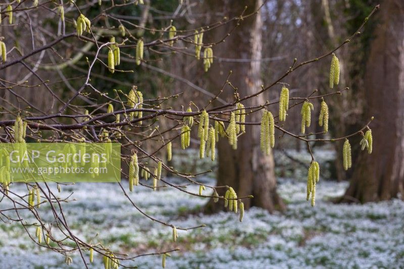 Galanthus nivalis, Snowdrops with Corylus Hazel catkins  established in woodland late February