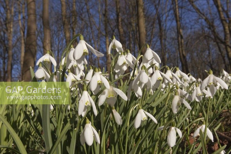 Galanthus nivalis, Snowdrops established in woodland Walsingham Abbey Norfolk late February