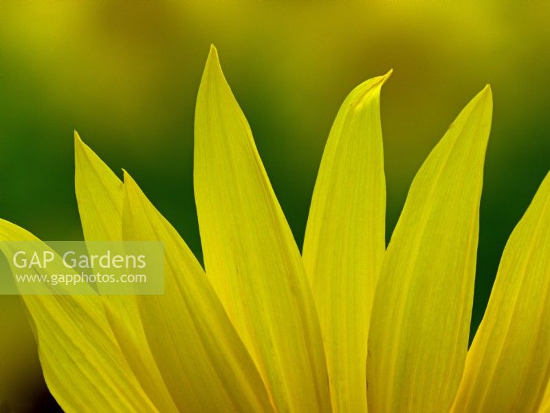Sunflower petals  Helianthus annuus August Norfolk