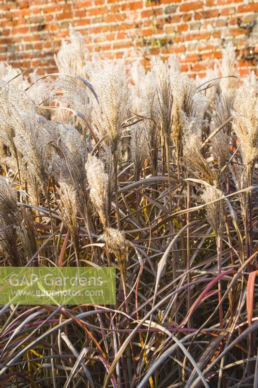 Miscanthus sinensis - syn. eulalia - 'Malepartus' - October.